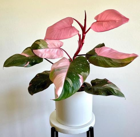 Fresh 100pcs Pink Green Monstera Plant Seeds