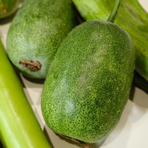 semillas de calabaza de cera - melón de invierno - resistentes de melón de invierno de verdes de interior 200pcs