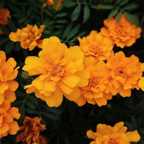 semi di tagete tagete da aiuola rialzata di calendula biologici da balcone perenni resistenti to perenni per luoghi 400pcs