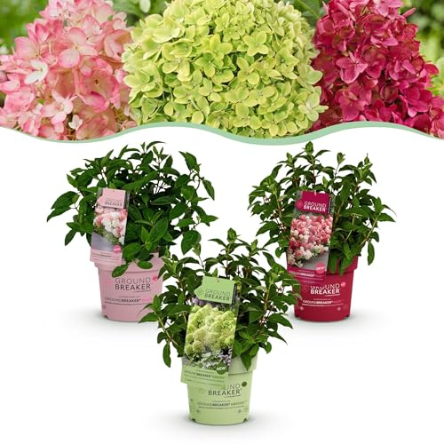 Hydrangea panniculata Groundbreaker Blush -Grön - Rubin - Hortensia - Kompakt - Rosa-Grön-Röd - 3 Växter - 20-25cm - Ø14cm - Trädgårdsväxt