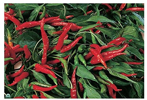 3 PIANTE IN VASO 10CM DI PEPERONCINO SUPER PICCANTE DIAVOLICCHIO CALABRESE