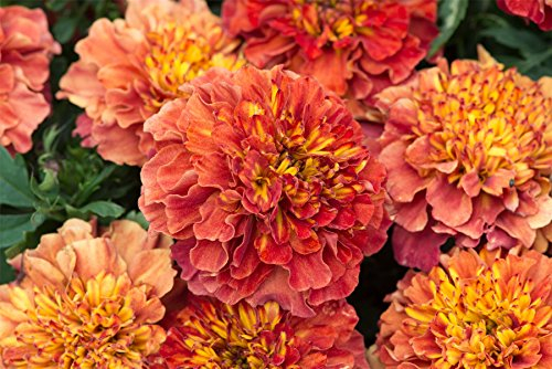 JustSeed - Flower - French Marigold - Strawberry Blonde - 20 Seeds