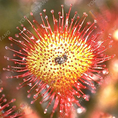Graines Rares De Vénus Attrape-Mouches, Étranges Et Belles Graines De Fleurs En Pot Pour Plantes Carnivores, Nourriture Pour La Maison, Cordyceps, Livraison Gratuite, Jaune