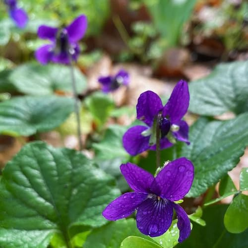 Duftveilchen Winterhart, blumenwiese wildblumensamen balkongewächshäuser exotische bodendecker gartendeko für draußen blumensamen gastgeschenk 85Samen