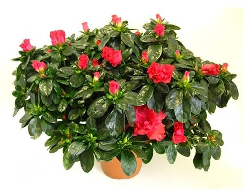 Azalea Planta Natural Un Elemento de Decoración Sofisticado y Elegante