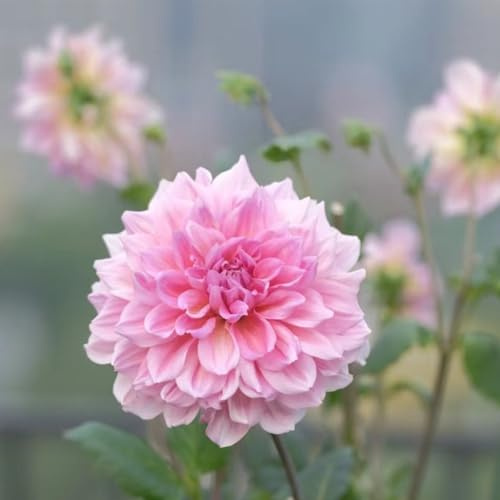 dahlien pflanzendeko indoor garten blumendeko steingartenpflanzen exotische zimmerpflanzen blumenzwiebeln stauden pflanztopf bodendecker winterhart mehrjährig gartenpflanzen 2zwiebeln
