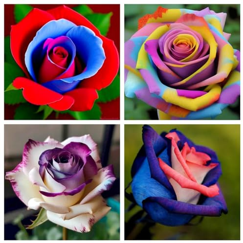 Edelrose – Winterharte Rose für sonnigen Garten, blühintensiv und langlebig-A-4 knolle