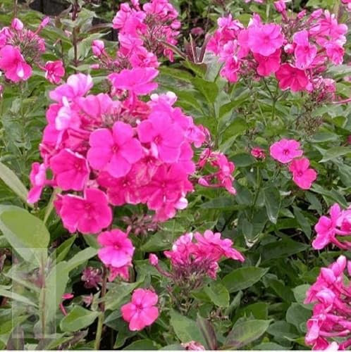 6 x Hohe Flammenblume 'Tenor' - Phlox Paniculata 'Tenor' Topf 9x9cm: Lila Blütenrispen für sonnige Gärten