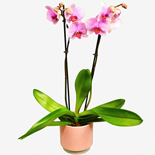 Pink Phalaenopsis Orchid Plant – Elegant Indoor Flower for Home & Office Decor – Long-Lasting Freshness & Air-Purifying