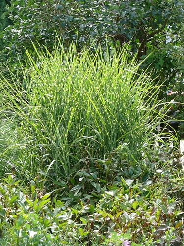 Ziergras mit Querstreifen, Zebrachinaschilf gestreiftes Chinaschilf