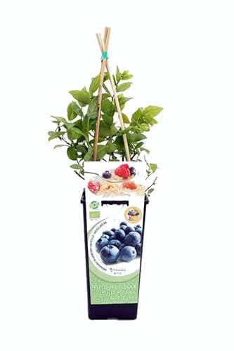 Árbol Vaccinium Corymbosum Planta de Arándanos Frutos del Bosque en Casa