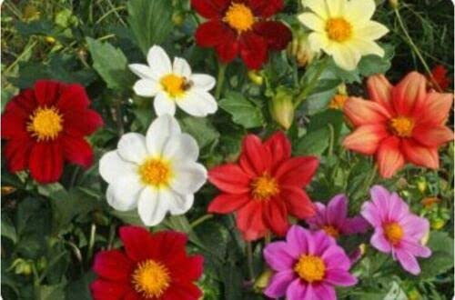 Graines De Fleurs Mélangées Dahlia Coltness Belles Fleurs Multicolores Pour Les Graines De Jardin À La Maison