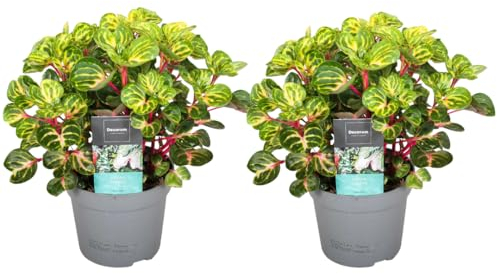 Plant in a Box - Iresine Herbstii 'Jaune' - Set de 2 - Sang-de-dragon - plante d'intérieur - Pot 13cm - Hauteur 20-30cm