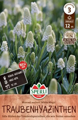Sperli Traubenhyazinthe White Magic 461213 für 12 Pflanzen – Blumenzwiebeln, weiße Hyazinthen Zwiebeln, verwildert gut, ideal für Garten & Kübel