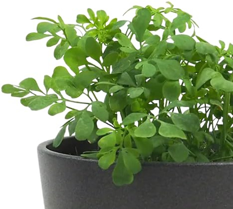 DECOALIVE Hierba de Ruda en Maceta Planta Viva para Remedios Caseros