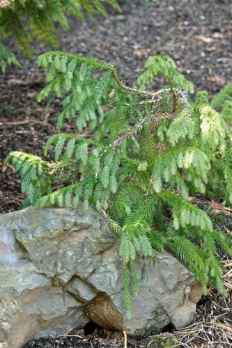 Taiwania cryptomerioides 100–150 cm – Immergrün, Winterhart, Pflegeleicht – Taiwan-Zypresse – Heckenpflanze für Garten & Sichtschutz