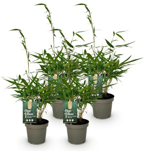 Fargesia Robusta Pingwu Bambou de jardin à feuilles persistantes non poussantes, plantes vertes, diamètre 14 cm, hauteur 35 cm, pour haie, pot 2