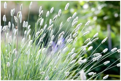 Stauden Gänge 3 x Sesleria sadleriana Ungarisches Blaugras winterhart | Blaues Ziergras für Sonne bis Halbschatten, Blüte April bis Juni, mehrjährig, 1 L Topf (11x11 cm)