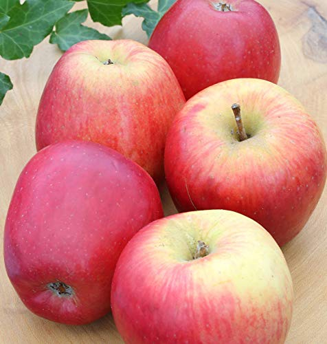 Apfelbaum Groninger Krone 60-80cm - ein Winterapfel - lebende Gartenpflanze aus den Baumschulen