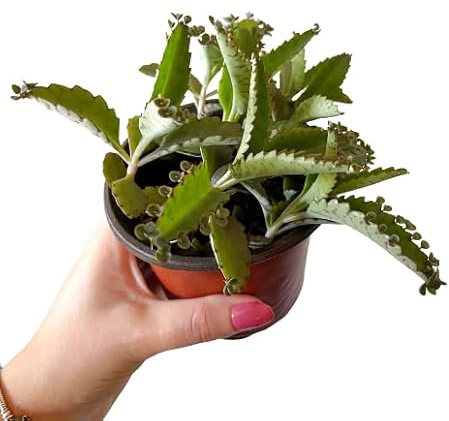 Kalanchoe Daigremontiana Planta Versátil Úsala para Decorar, Sanar y Revitalizar