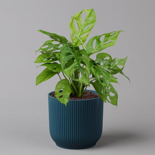 Monstera adansonii in Übertopf Vibes blau, Topf-Ø 12 cm, Höhe ca. 25 cm