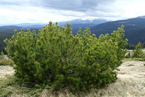 30 Semi di Pino Mugo (Pinus Mugo) – Ideale per Bonsai o Giardino Alpino