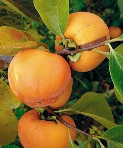 Kaki pianta da frutta innestata di 2/3 anni in vaso da 5 litri Made in Italy Vivaio di Castelletto