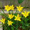 Zephyranthes Bulbos Cubierta De Suelo Bulbos Perennes Resistentes DecoracióN De JardíN Al Aire Libre Lluvia Lirios Flores De BalcóN Plantas De Maceta Resistentes Plantas De JardíN 8 Zephyranthes Tuber