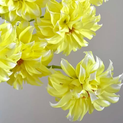 6bulbos tubérculos de dalia resistentes, otoño, primavera de dalia de ación primaveral, decoración de interior