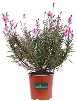 Pianta vera di Fior di Orchidea - Gaura Lindheimeri Rossa fiore fucsia ornamentale da esterno venduta da eGarden.store (Vaso 17 cm)