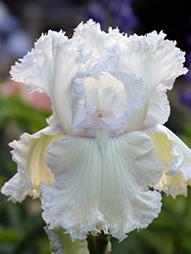 Iris germanica |Collezione di Doppio fiore | piante a radice nuda | Iris Misti | iris perenne