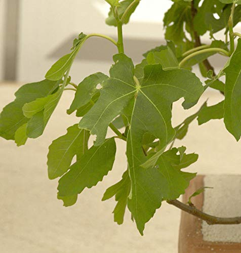 Feigenbaum Rouge de Bordeaux 40-60cm - Ficus carica - lebende Gartenpflanze aus den Baumschulen
