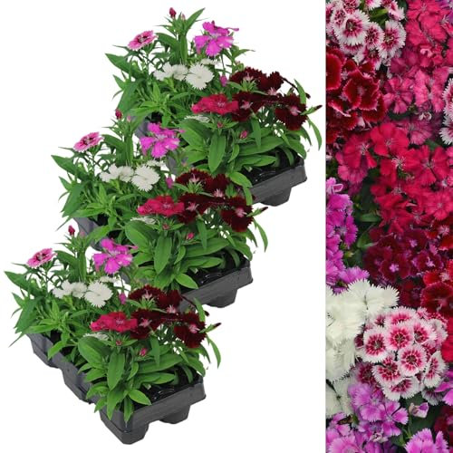 Carbeth Plants - 18 x Dianthus Festival F1 Mix - Carnation Bedding Plants Garden Ready - Colourful Outdoor Flowers - Planting Now in Pots, Containers and Hanging Baskets in UK Gardens