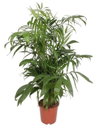 10 Graines de Chamaedorea Seifrizii - Palmier Bambou - Intérieur ou Extérieur - Plante Jardin - 279