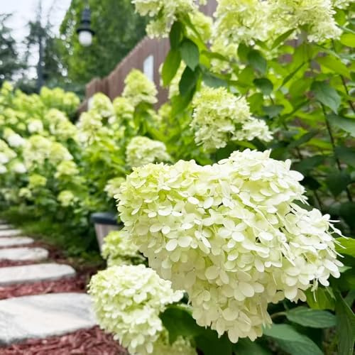 semi di ortensia paniculata - varietà antiche interno resistenti 55pcs