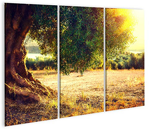 islandburner Bild auf Leinwand Olivenbäume Plantage Bei Sonnenuntergang Mittelmeer Olivenfeld Mit Alten Olivenb Bilder Wandbilder Poster