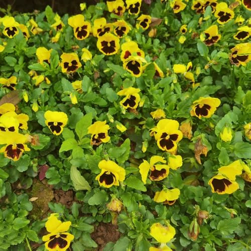stiefmütterchen büropflanzen blumengarten blumenstauden winterhart topfpflanzen echt indoor kräutergarten mehrjährige blumensamen blumenwiesensaat bodendecker winterhart mehrjährig 100samen