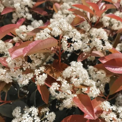 Photinia red robin pietro selvatici di balcone semi di semi estate medicinali balcone decorazione giardino 600pcs