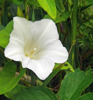 140 Semi di Ipomea Purpurea Campanella Bianca, Pianta Rampicante, per Pergole e Gazebo