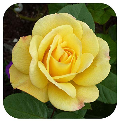 Rose Bare Root 'Arthur Bell' Climbing