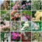 350 pcs rosensamen - schmetterlingswiese plant rosen samen pflanzen rosenpflanzen,Rosa rugosa, wildblumenwiese saatgut mehrjährig bienenweide saatgut bienenfreundliche blumensamen