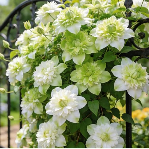 Clemátide rara y resistente - Clemátide trepadora perenne en maceta - Ideal para jardín, balcón y decoración en maceta-5 Rizoma-H
