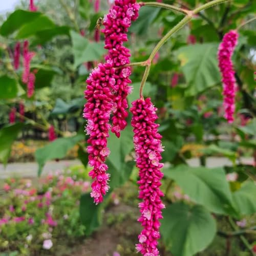 semillas de Polygonum orientale, otoño resistentes, silvestres cubierta perenne resistente balcón jardín de orgánicas, 500pcs