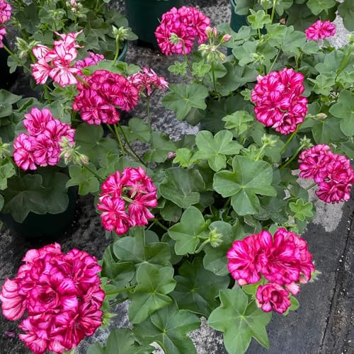 geranien, zimmerbonsai gartenpflanzen gartenblumen balkonblumen bodendecker stauden outdoor rankpflanzen exotische zimmerpflanzen topfpflanzen deko büro hochbeet indoor alte sorten 35samen