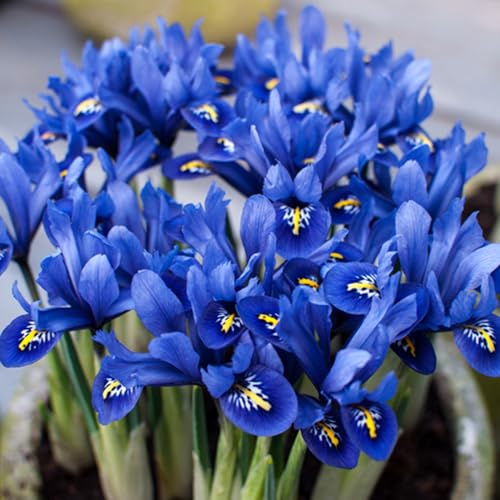 YouGarden Iris reticulata Blue (Miniature) 30 Bulbs Size 5/7
