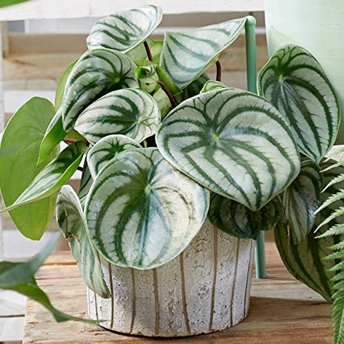 Peperomia Argyreia - Zwergpfeffer | 15-25cm Zimmerpflanze im Topf Gutes Geschenk