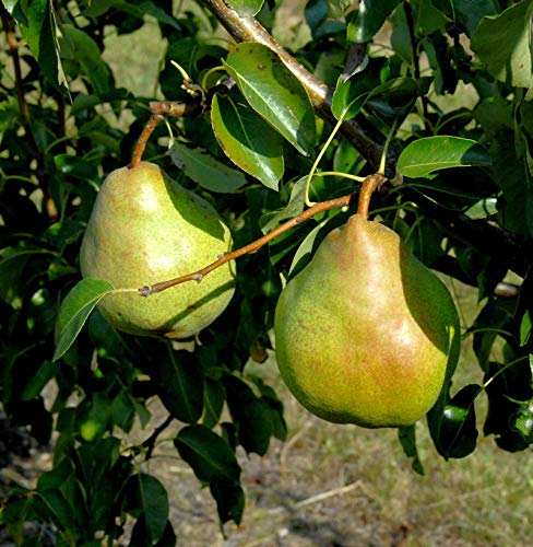 Birne Vereinsdechantbirne 60-80cm - saftige und süßesäuerliche Früchte - lebende Gartenpflanze aus den Baumschulen
