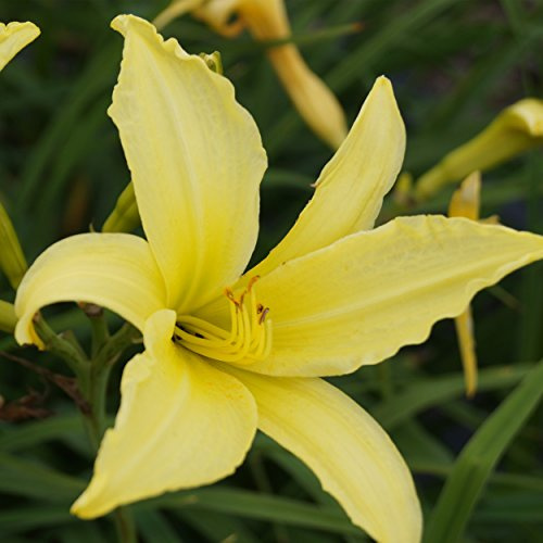 Blumixx Stauden Hemerocallis Hybride 'Atlas' – Taglilie, cremegelb blühend, winterharte Staude, robust, für Garten