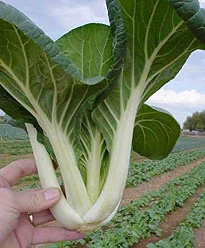 100PCS Seeds of pak Choi Canton, White Stem Bok Choy; Heirloom Non-GMO, Oriental Brassica