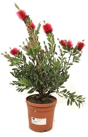 Callistemon Natural Planta Arbustiva para Jardines o Terrazas